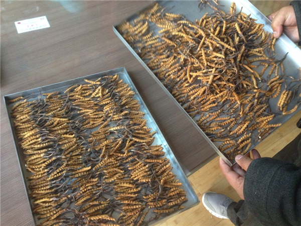 立式冷凍干燥機在操作時有什么要領(lǐng)可言呢？
