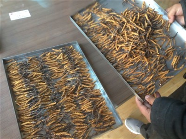 低溫冷凍干燥機的冷凝器如何進行除霜處理？